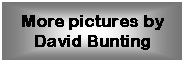 Text Box: More pictures by David Bunting